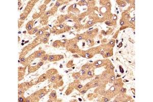 IHC analysis of FFPE human liver section using FGFR2 antibody (FGFR2 antibody  (AA 7-37))