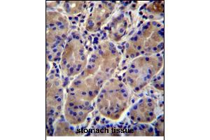 KCNJ13 Antibody (N-term) (ABIN656321 and ABIN2845620) immunohistochemistry analysis in formalin fixed and paraffin embedded human stomach tissue followed by peroxidase conjugation of the secondary antibody and DAB staining.