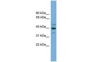 WB Suggested Anti-BNIPL Antibody Titration: 0. (BNIPL antibody  (Middle Region))