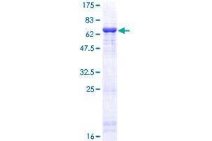 BHMT2 Protein (AA 1-363) (GST tag)