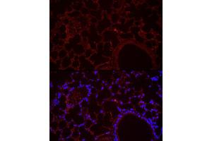 Immunofluorescence analysis of mouse lung cells using NLRC4 Rabbit pAb (ABIN6129418, ABIN6144657, ABIN6144659 and ABIN6223243) at dilution of 1:100 (40x lens). (NLRC4 antibody  (AA 1-250))