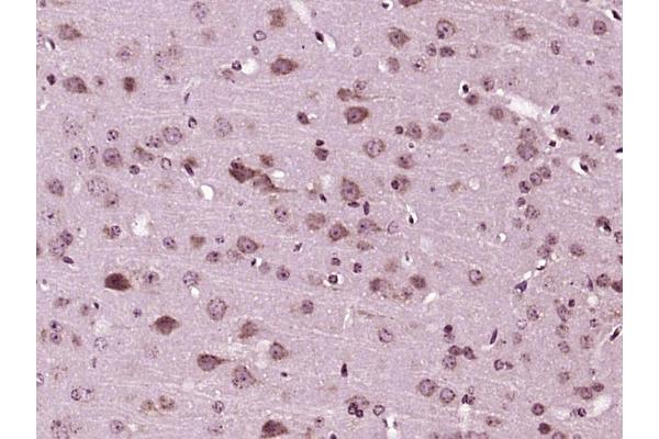 MANSC1 antibody  (AA 27-130)