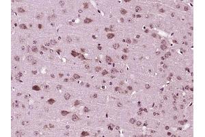 Paraformaldehyde-fixed, paraffin embedded Mouse brain Antigen retrieval by boiling in sodium citrate buffer (pH6. (MANSC1 antibody  (AA 27-130))