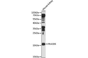 Western blot analysis of extracts of Mouse kidney, using RNASE6 antibody. (RNASE6 antibody)