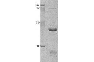 Validation with Western Blot