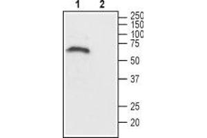 Western blot analysis of rat brain lysate: - 1. (CHRM1 antibody  (C-Term, Intracellular))