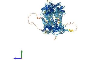 Protein Structure (PS) image for ATP-Binding Cassette, Sub-Family C (CFTR/MRP), Member 6 (ABCC6) (AA 1-1503) protein (His tag) (ABIN7554594)