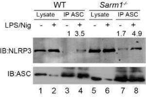 Endogenous co-immunoprecipitation of ASC and NLRP3 in WT or Sarm1-/- iBMDMs following NLRP3 inflammasome activation. (NLRP3 antibody  (Pyrin Domain))