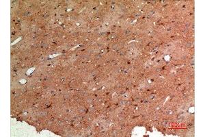 Immunohistochemistry (IHC) analysis of paraffin-embedded Rat Brain, antibody was diluted at 1:100. (ALDOC antibody  (N-Term))