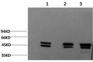 Western Blot analysis of 1) MCF7, 2) Rat brain, 3) Mouse brain using Epsilon Tubulin Monoclonal Antibody at dilution of 1:2000. (TUBE1 antibody)