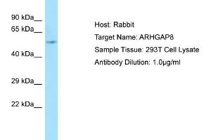 Western Blotting (WB) image for anti-rho GTPase Activating Protein 8 (ARHGAP8) (Middle Region) antibody (ABIN2790172) (ARHGAP8 antibody  (Middle Region))