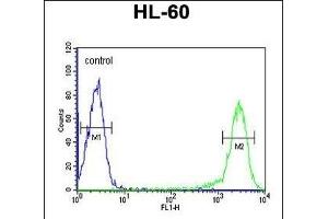 CALCR Antibody (C-term) (ABIN651875 and ABIN2840433) flow cytometric analysis of HL-60 cells (right histogram) compared to a negative control cell (left histogram). (Calcitonin Receptor antibody  (AA 465-494))