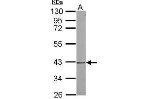 WB Image Sample (30 ug of whole cell lysate) A: A549 10% SDS PAGE antibody diluted at 1:500 (PSMD7 antibody)