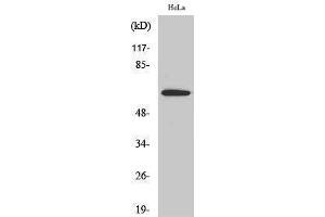 Western Blotting (WB) image for anti-Shugoshin 1 (SGOL1) (Internal Region) antibody (ABIN3186935) (Shugoshin antibody  (Internal Region))