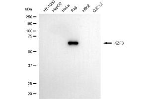 Western blotting analysis using IKZF3 antibody (ABIN7799021).
