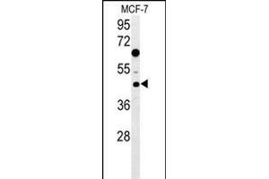 DNAJA1 Antibody (Center) (ABIN652030 and ABIN2840506) western blot analysis in MCF-7 cell line lysates (35 μg/lane). (DNAJA1 antibody  (AA 294-323))