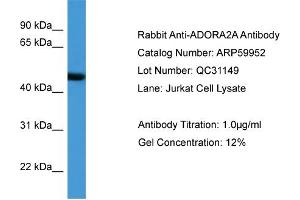 WB Suggested Anti-ADORA2A  Antibody Titration: 0. (Adenosine A2a Receptor antibody  (N-Term))