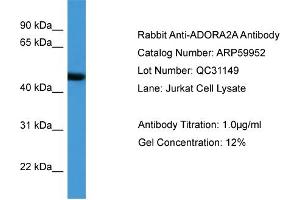 WB Suggested Anti-ADORA2A  Antibody Titration: 0.