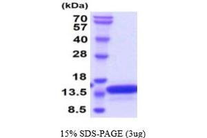 Vesicle-Associated Membrane Protein 2 (Synaptobrevin 2) (VAMP2) (AA 1-94) protein (His tag)