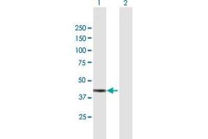 Western Blot analysis of ADH7 expression in transfected 293T cell line by ADH7 MaxPab polyclonal antibody.