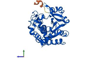 AlphaFold protein structure predicition of Mouse Recombinant Sult1c2 Protein, UniprotID Q9D939 (SULT1C2 Protein (AA 1-296) (His tag))