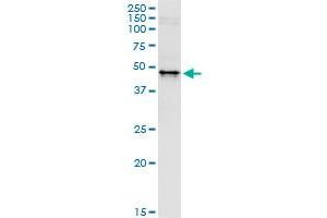Immunoprecipitation of WWP2 transfected lysate using anti-WWP2 MaxPab rabbit polyclonal antibody and Protein A Magnetic Bead , and immunoblotted with WWP2 purified MaxPab mouse polyclonal antibody (B01P) . (WWP2 antibody  (AA 1-335))