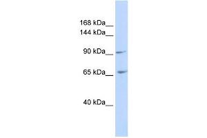 WB Suggested Anti-ICAM5 Antibody Titration:  0. (ICAM5 antibody  (N-Term))