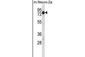 Mouse Csrnp2 Antibody (N-term) (ABIN1539328 and ABIN2850074) western blot analysis in mouse Neuro-2a cell line lysates (35 μg/lane). (CSRNP2 antibody  (N-Term))