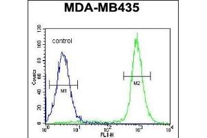 IBTK Antibody (Center) (ABIN654688 and ABIN2844380) flow cytometric analysis of MDA-M cells (right histogram) compared to a negative control cell (left histogram). (IBTK antibody  (AA 586-613))