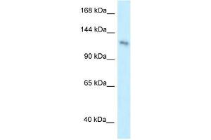 Human HeLa; WB Suggested Anti-PLEKHA7 Antibody Titration: 0.