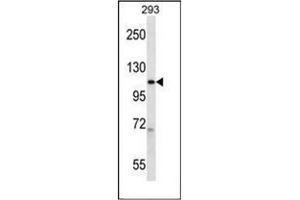 Western blot analysis of POLR2B Antibody (Center) in 293 cell line lysates (35ug/lane).