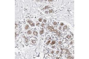 Immunohistochemical staining of human breast with ODF2L polyclonal antibody  shows moderate cytoplasmic and nuclear positivity combined with staining of luminal membranes in glandular cells at 1:50-1:200 dilution. (ODF2L antibody)