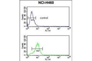 SD2 Antibody (N-term) (ABIN650737 and ABIN2839442) flow cytometric analysis of NCI- cells (bottom histogram) coared to a negative control cell (top histogram). (SMPD2 antibody  (N-Term))