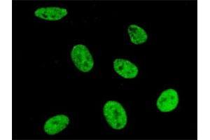 Immunofluorescence of purified MaxPab antibody to SNRPA on HeLa cell. (SNRPA1 antibody  (AA 1-282))