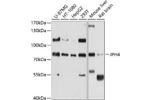 Western blot analysis of extracts of various cell lines, using JPH4 antibody (ABIN6128148, ABIN6142666, ABIN6142667 and ABIN6214550) at 1:1000 dilution. (Junctophilin 4 antibody  (AA 405-605))