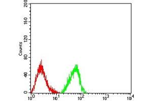 Flow cytometric analysis of HL-60 cells using CD18 mouse mAb (green) and negative control (red). (Integrin beta 2 antibody  (AA 559-700))