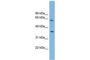 Image no. 1 for anti-Peroxisomal Biogenesis Factor 26 (PEX26) (AA 179-228) antibody (ABIN6744112)