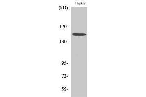 Western Blotting (WB) image for anti-phospholipase C, beta 3 (Phosphatidylinositol-Specific) (PLCB3) (Thr236) antibody (ABIN3180269) (PLCB3 antibody  (Thr236))