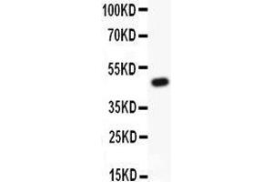 Anti-Kv2. (Kv2.1/KCNB1 antibody  (AA 687-858))