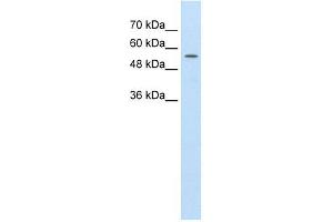 ABCD4 antibody used at 1. (ABCD4 antibody)