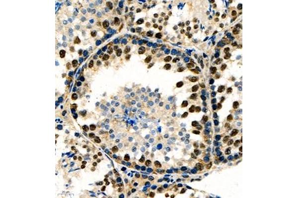 RNF7 antibody