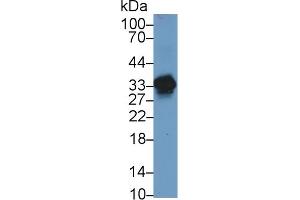 Detection of AGMAT in Human Liver lysate using Polyclonal Antibody to Agmatine Ureohydrolase (AGMAT)