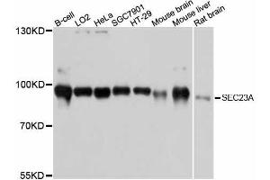 Western blot analysis of extracts of various cell lines, using SEC23A antibody. (SEC23A antibody  (AA 1-150))