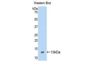 Western Blotting (WB) image for anti-S100 Calcium Binding Protein A10 (S100A10) (AA 1-96) antibody (ABIN1078494) (S100A10 antibody  (AA 1-96))