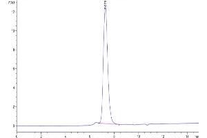 The purity of Biotinylated Human KIR2DL3 is greater than 95 % as determined by SEC-HPLC. (KIR2DL3 Protein (His-Avi Tag,Biotin))