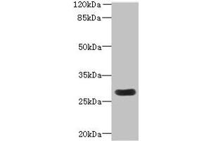 Western blot All lanes: MORN3 antibody at 2 μg/mL + Mouse kidney tissue Secondary Goat polyclonal to rabbit IgG at 1/10000 dilution Predicted band size: 28, 19 kDa Observed band size: 28 kDa (MORN3 antibody  (AA 1-240))