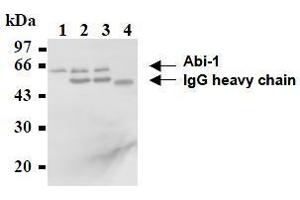 Western Blotting (WB) image for anti-Abl-Interactor 1 (ABI1) antibody (ABIN1449186) (ABI1 antibody)