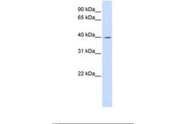 LRRC28 antibody  (AA 290-339)