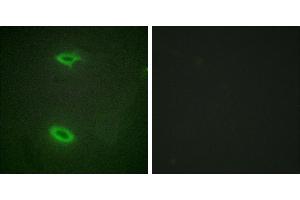 Peptide - +Western blot analysis of extracts from HepG2 cells, using DLGP1 antibody. (DLGAP1 antibody  (Internal Region))