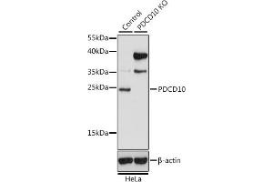 Western blot analysis of extracts from normal (control) and PDCD10 knockout (KO) HeLa cells, using PDCD10 antibody (ABIN7269539) at 1:1000 dilution. (PDCD10 antibody  (AA 1-212))